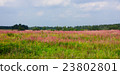 Panorama pink meadow 23802801