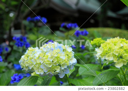 Hydrangea group in front of the bell tower 23802882