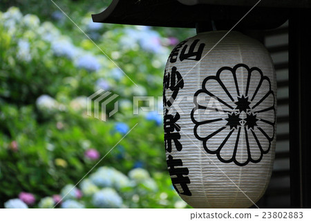 Hydrangea of the main hall and hydrangea of the background 23802883