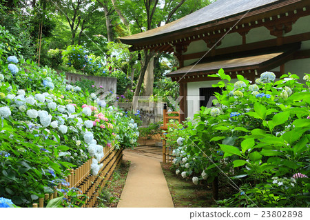 沿著走廊的繡球花 23802898