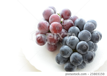 Queen Nina and Pione Queen Nina and Pione 23803150