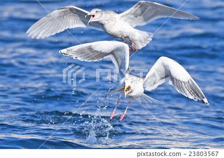 海鷗 海鷗 23803567