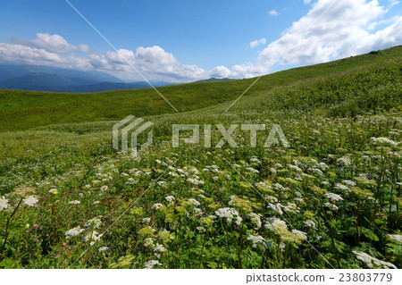 Scenic view of mountain meadow Scenic view of mountain meadow 23803779