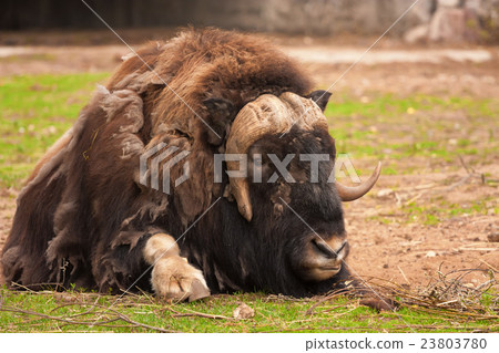 Muskox ( Ovibos moschatus ) Muskox ( Ovibos moschatus ) 23803780