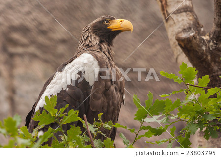 Stelller's sea eagle (Pelagicus haliaeetus) Stelller's sea eagle (Pelagicus haliaeetus) 23803795