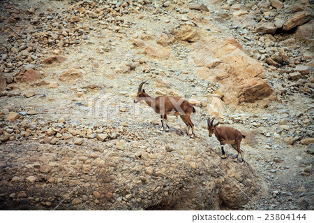 Wild goats in the Negev desert, Israel 23804144