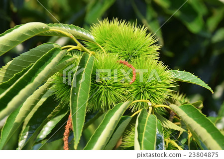 Igakuri Igakuri 23804875