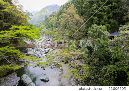 Kazura Bridge in Spring's Iya, Miyoshi, Tokushima Prefecture 23806305