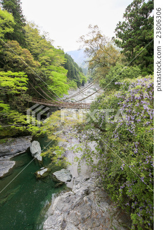 Kazura Bridge in Spring's Iya, Miyoshi, Tokushima Prefecture 23806306