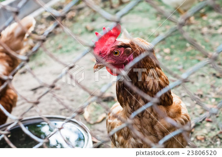 Red chicken close up in outdoor hen house 23806520