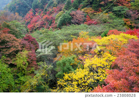 Autumn leaves of Kobe Rokko Mountain 23808028