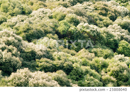 Spinal tree Spinal tree 23808040