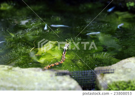 Yamagashi Yamagashi 23808053