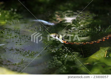 虎斑頸槽蛇 23808057