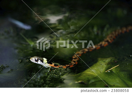 Yamagashi Yamagashi 23808058