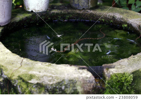 虎斑頸槽蛇 23808059