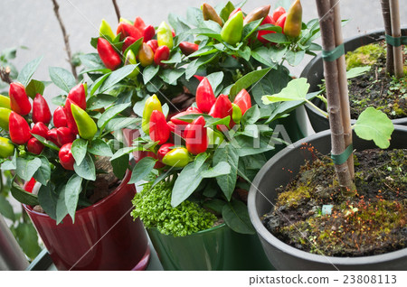 pepper decorative plants at the florist shop 23808113