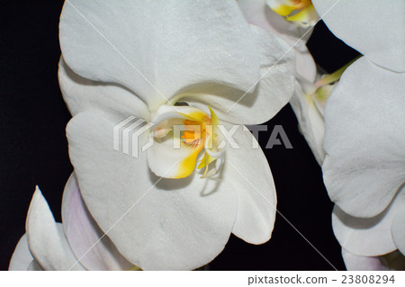 白色毛茛蘭花 白色毛茛蘭花 23808294