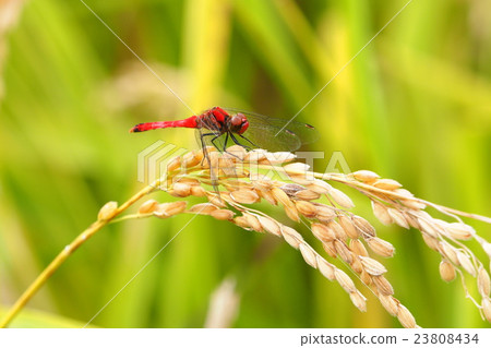 Natsuakane（男） 23808434