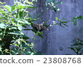 Butterfly 23808768