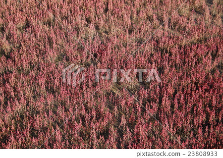 Akeshi Sou（秋田草） 23808933