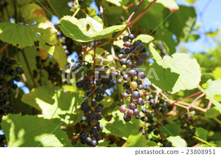 Yambo gruel 23808951