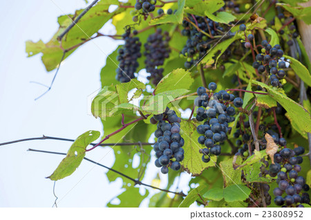 Yambo gruel 23808952