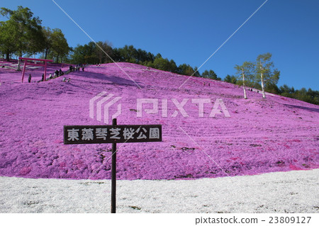 Toigakko Shiba Sakura Park 23809127