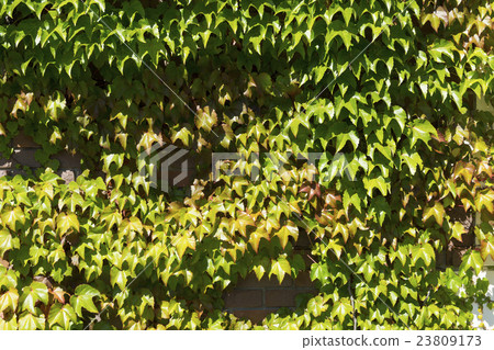 Vineyard wall background 23809173