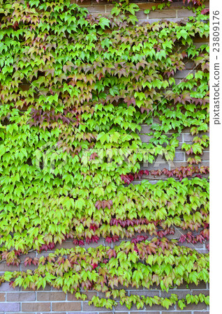 Vineyard wall background Vineyard wall background 23809176