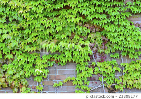 Vineyard wall background Vineyard wall background 23809177