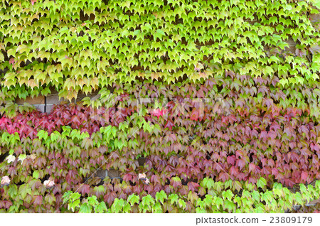 Vineyard wall background Vineyard wall background 23809179