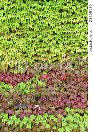 Vineyard wall background 23809180