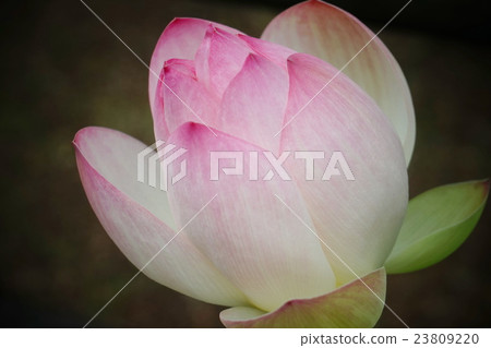 Lotus flower bud Lotus flower bud 23809220