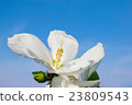 Summer sky and white hibiscus 23809543