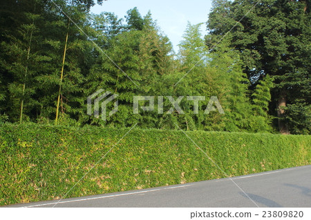 Kyoto Katsura Rikyu's Katsuragaki 23809820