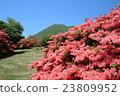 Ezan's full bloom azalea 23809952