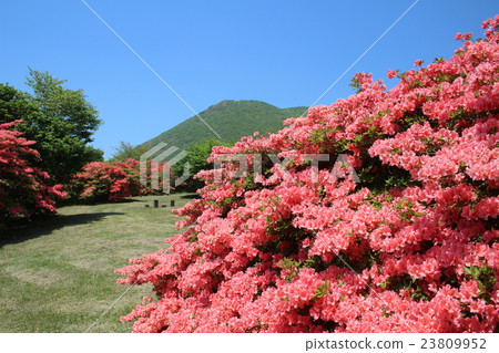 Ezan's full bloom azalea 23809952