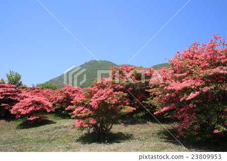 Esan surrounded by azalea 23809953