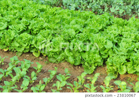 green lettuce crops in growth at vegetable garden. green lettuce crops in growth at vegetable garden. 23810067