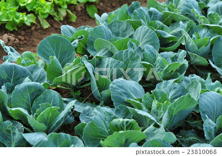 green cabbage in growth at vegetable garden green cabbage in growth at vegetable garden 23810068