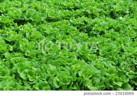 green lettuce crops in growth at vegetable garden green lettuce crops in growth at vegetable garden 23810069