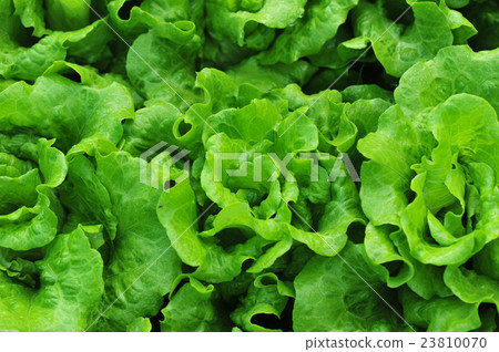 green lettuce crops in growth at vegetable garden 23810070