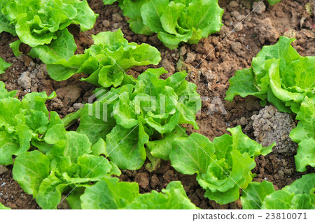 green lettuce crops in growth at vegetable garden 23810071