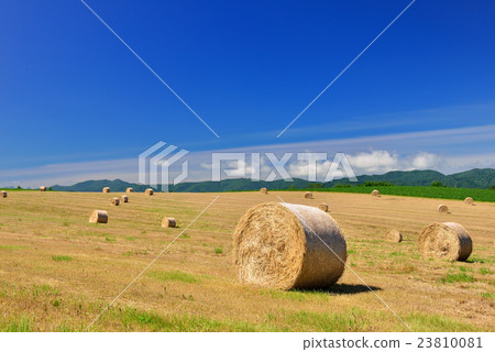 Biei no Oka 23810081