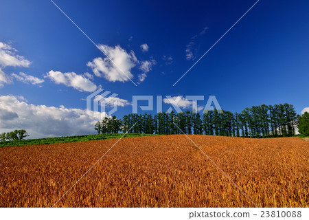 Biei no Oka 23810088