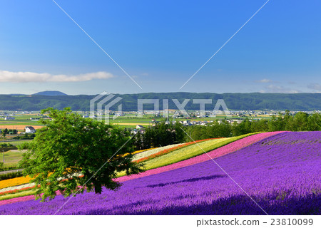 Furano Furano 23810099