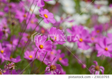 Soft focus on pink cosmos in the garden. Soft focus on pink cosmos in the garden. 23810703