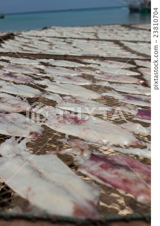 dried squid dried squid 23810704