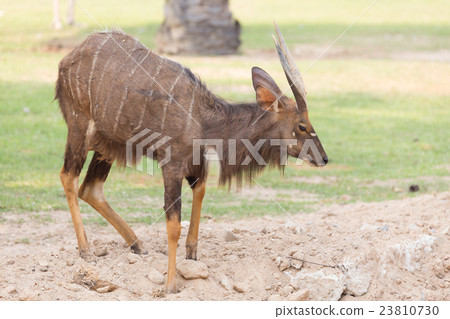 Nyala antelope (Tragelaphus angasii) 23810730